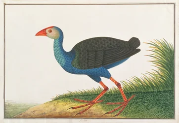 Talève sultane, de Dessins d